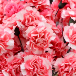 artificial carnation flowers