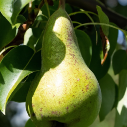 How Do You Ripen Pears