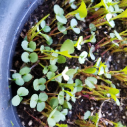 thinning radishes spacing