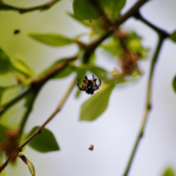 spider cherry picker