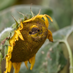 sunflower expeller