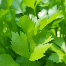 chinese celery near me