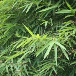 Green Bamboo Leaves for Philippines