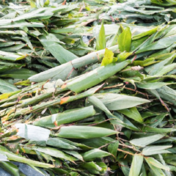 Fresh bamboo leaves bulk orders