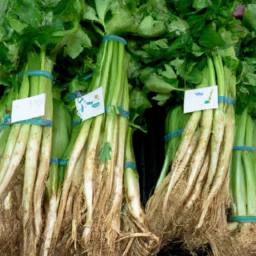 where to buy chinese celery