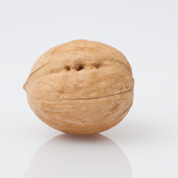 walnut