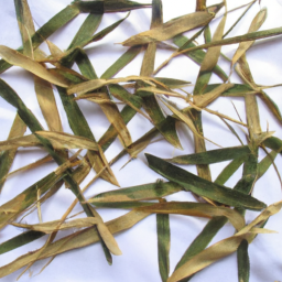 Dried Bamboo Leaves for Singapore