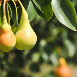 Pears How to Ripen