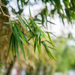 Green Bamboo Leaves for United Arab Emirates