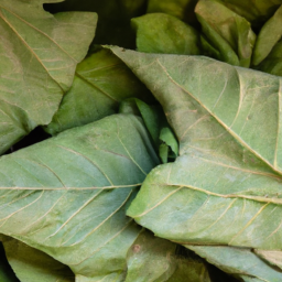 Dried Houba Leaves For Bbq Decoration