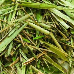 Fresh bamboo leaves bundle