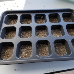 seed starter tray with dome