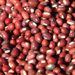 commercial vegetable seed