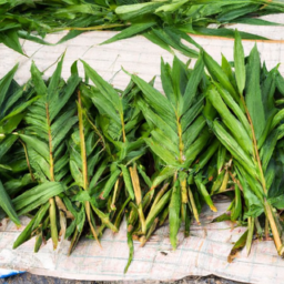 Fresh bamboo leaves importers