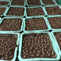 Seedling Tray Big Size