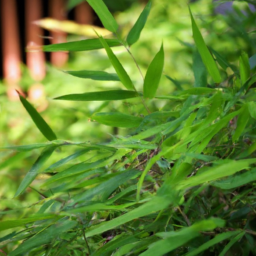 Green Bamboo Leaves for U.K.