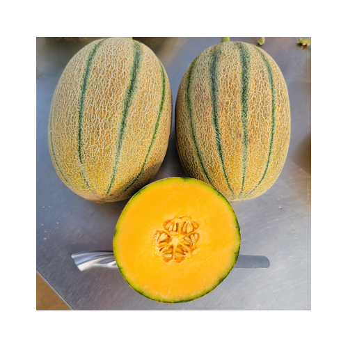 M176 F1 Janna Type Hybrid Melon Seed