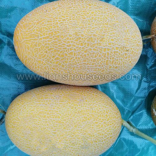 M301 Big Sweet Hami Melon Seed Variety